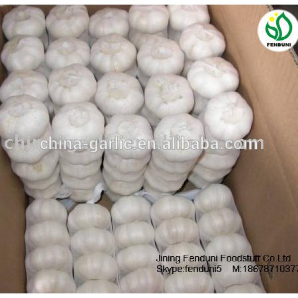 2017 new crop China cheap garlic for wholesale #5 image