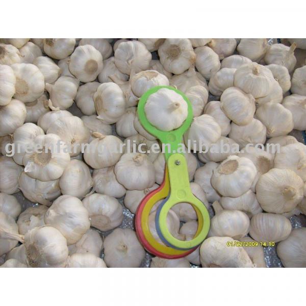 2017 chinese fresh garlic 5.0-6.0cm #1 image