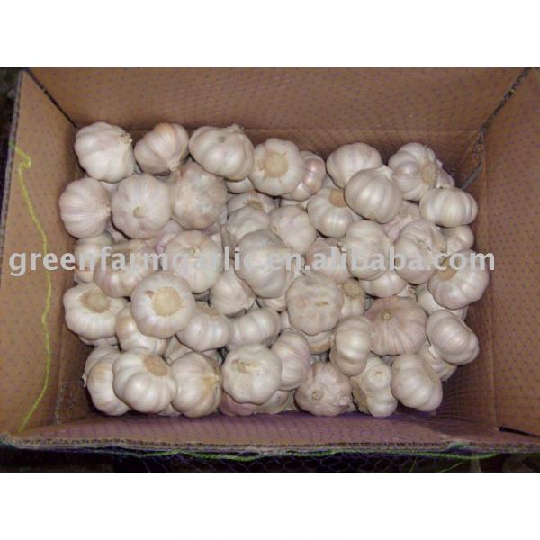 chinese fresh garlic #1 image