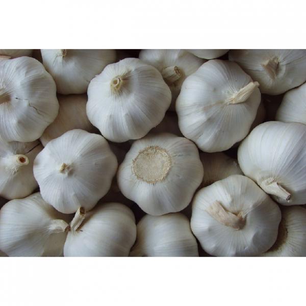 wholesale alibaba normal white garlic price black garlic #2 image