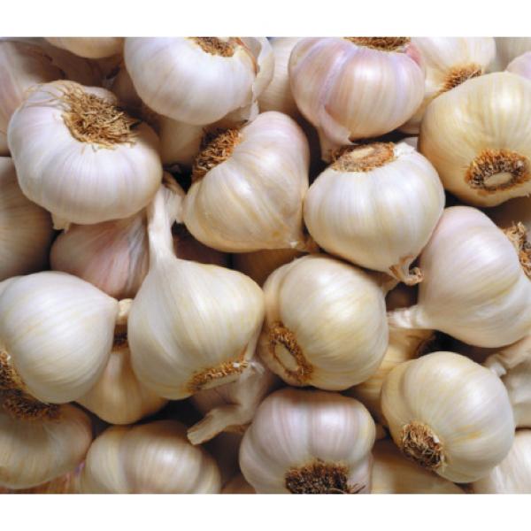 alibaba China normal white garlic price #5 image