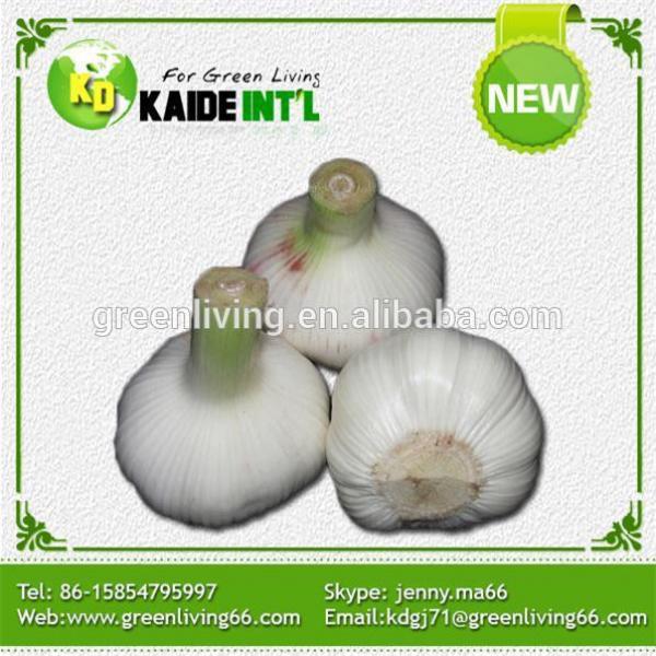 China Giant Garlic #1 image
