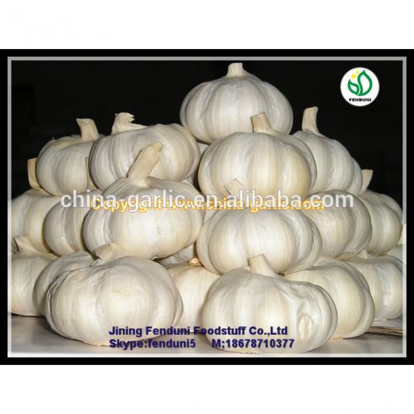 Bulk pure white fresh garlic price for sale #1 image