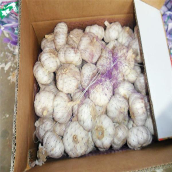 NORMAL WHITE GARLIC WITH 10KG CARTON LOOSE PACKAGE #5 image