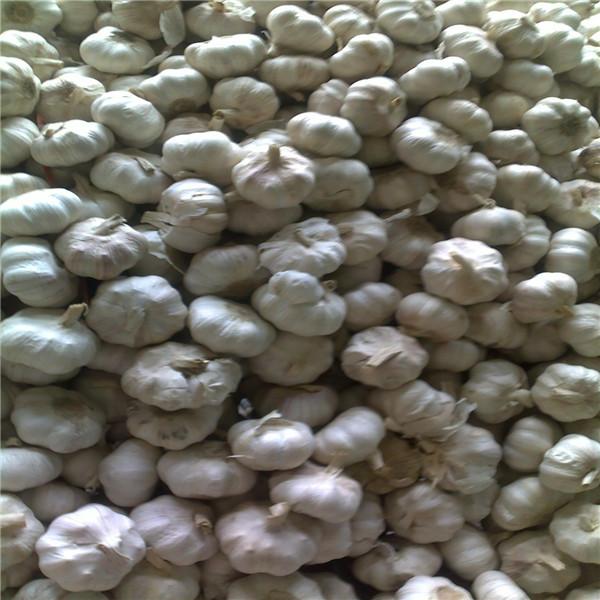 NORMAL WHITE GARLIC RAW MATERIAL FROM CHINA FACTORY #4 image