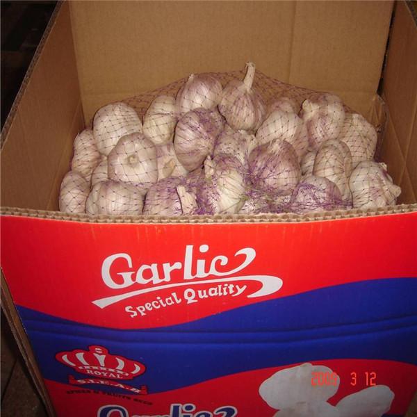 NORMAL WHITE GARLIC WITH 10KG CARTON LOOSE PACKAGE #2 image