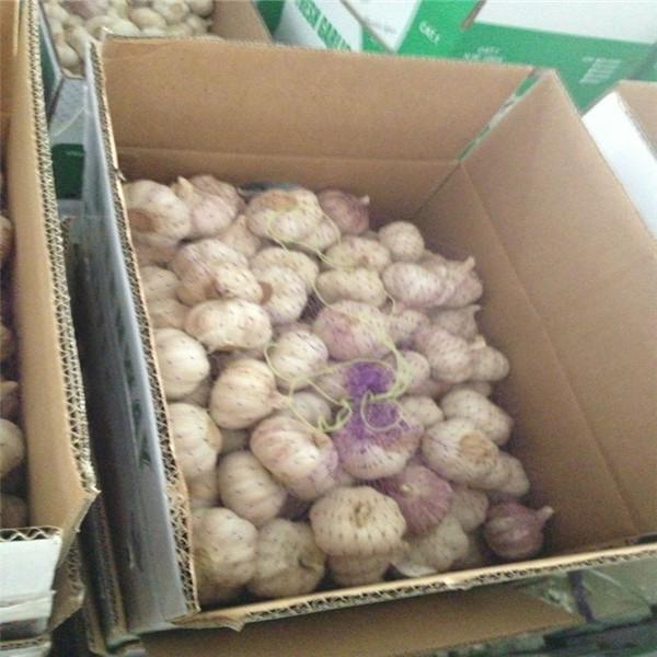 10KG CARTON PACKAGE FOR FRESH GARLIC PRODUCTS #2 image