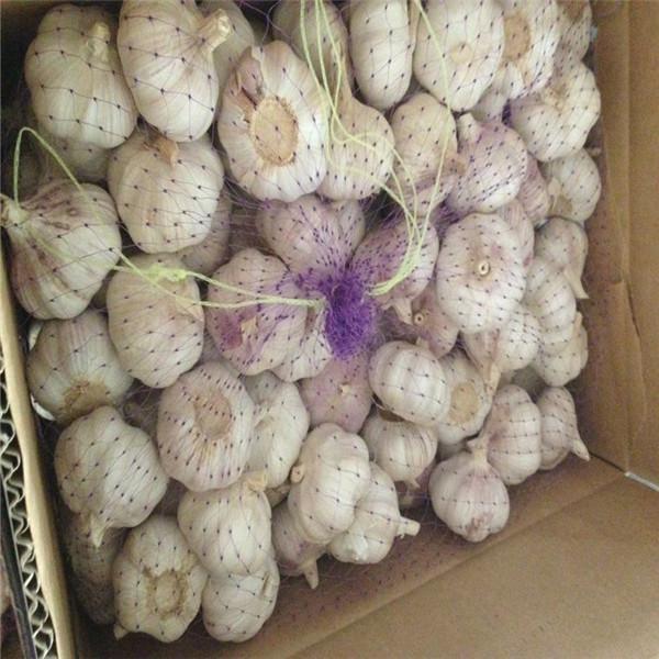 10KG CARTON PACKAGE FOR FRESH GARLIC PRODUCTS #3 image