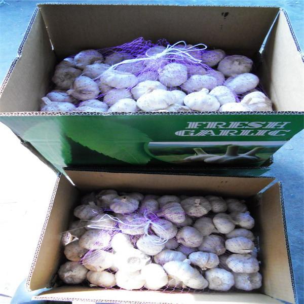 10KG CARTON PACKAGE FOR FRESH GARLIC PRODUCTS #1 image
