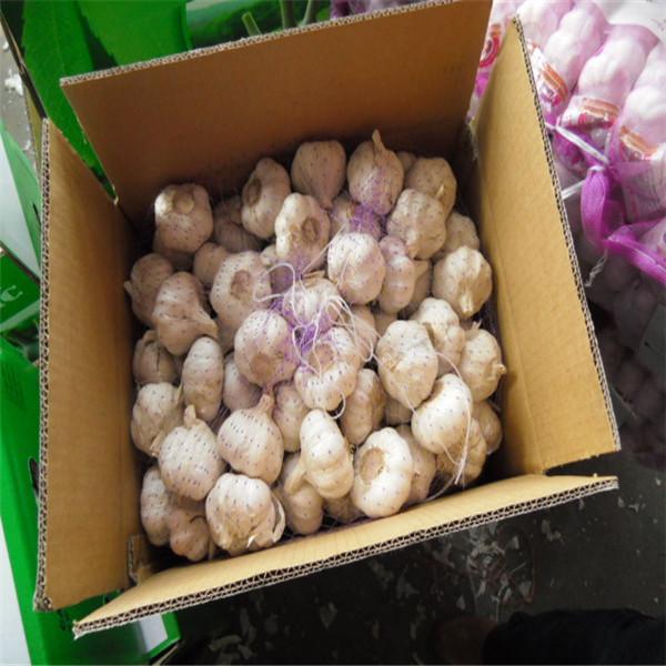 CHINESE GARLIC WITH 10KG CARTON PACKAGE #4 image