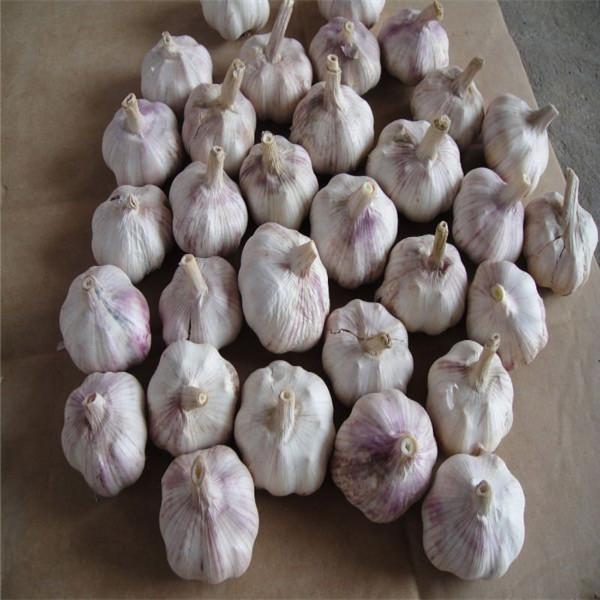 NORMAL WHITE GARLIC RAW MATERIAL FROM CHINA FACTORY #3 image