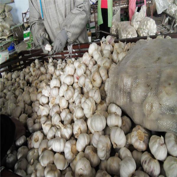 NORMAL WHITE GARLIC RAW MATERIAL FROM CHINA #4 image