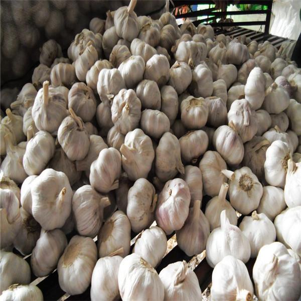 NORMAL WHITE GARLIC RAW MATERIAL FROM CHINA #5 image