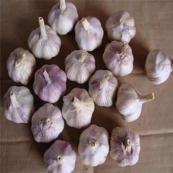 NORMAL WHITE GARLIC RAW MATERIAL FROM CHINA FACTORY #2 image