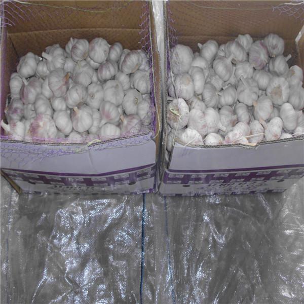 NORMAL WHITE GARLIC RAW MATERIAL FROM CHINA FACTORY #5 image