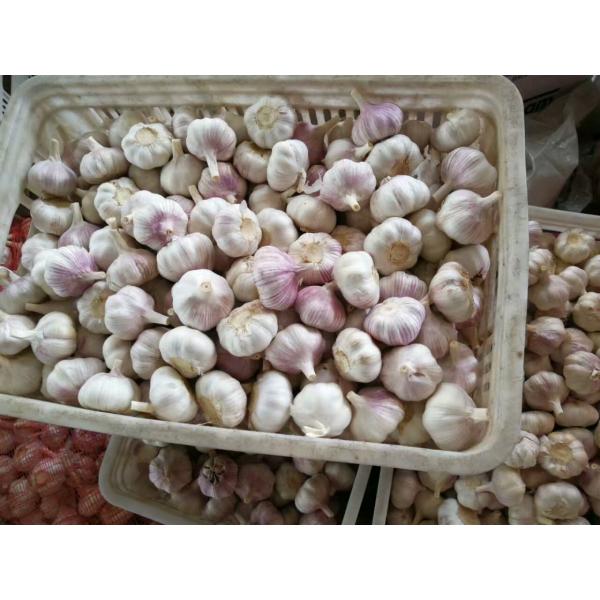 CHINA NEW CROP GARLIC WITH CARTON PACKAGE TO SANTOS,BRAZIL #5 image