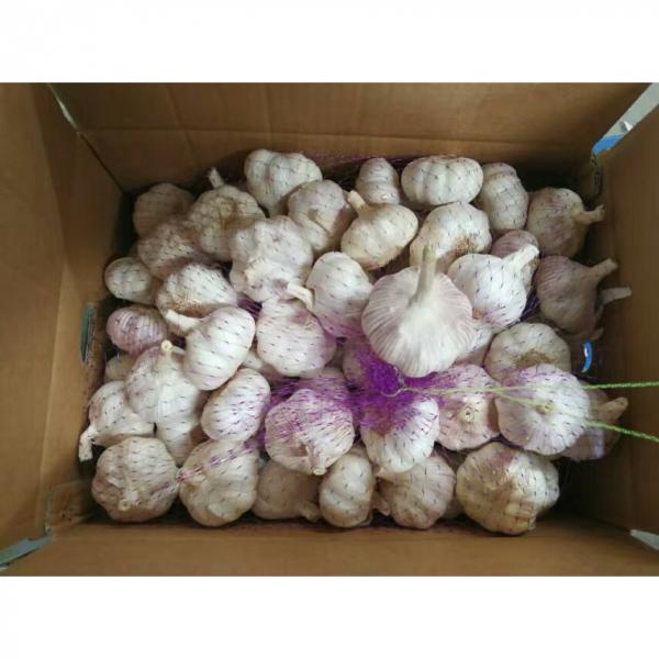 2017 NEW CROP CHINA GARLIC FROM FACTORY TO SANTOS,BRAZIL #4 image