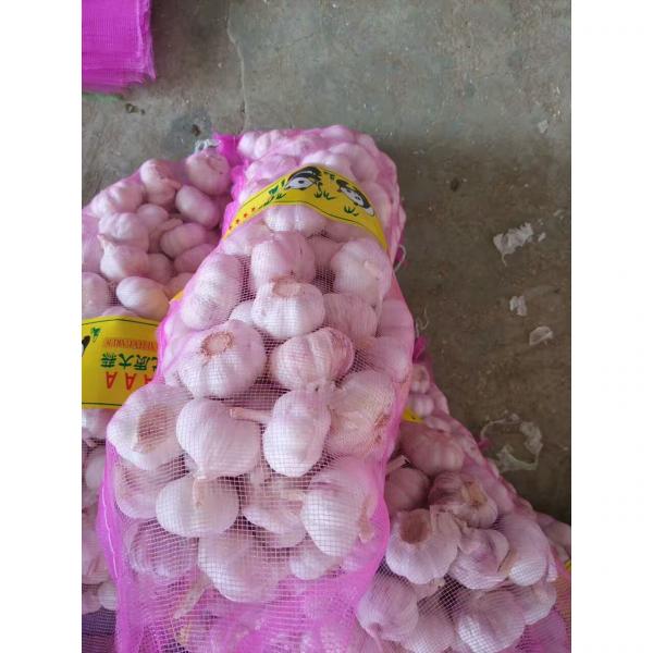2017 NEW CROP NORMAL WHITE GARLIC WITH MESHBAG PACKAGE TO BAHRAIN #1 image