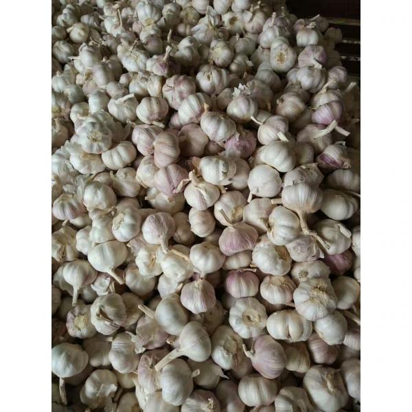 2017 NEW CROP NORMAL WHITE GARLIC WITH MESHBAG PACKAGE TO BAHRAIN #3 image