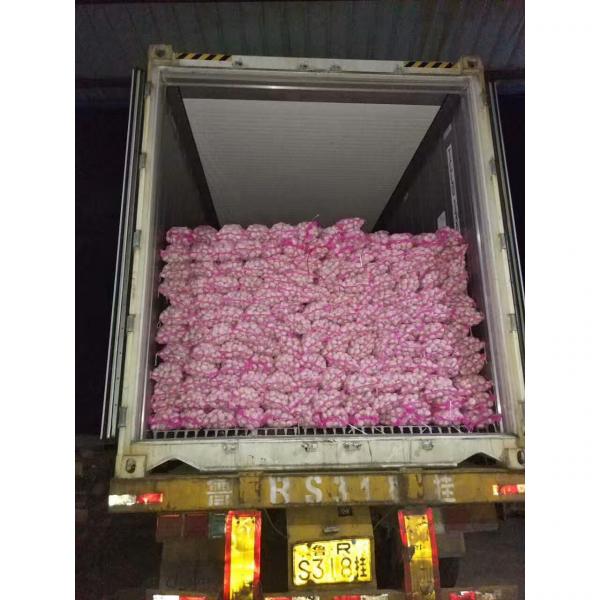 2017 NEW CROP NORMAL WHITE GARLIC WITH MESHBAG PACKAGE TO BAHRAIN #4 image
