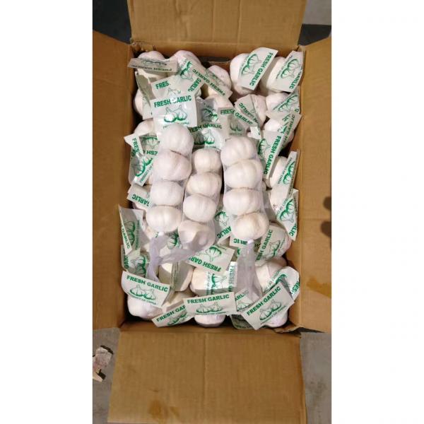 PURE WHITE GARLIC WITH CARTON PACKAGE TO IRAQ MARKET FROM CHINA #4 image