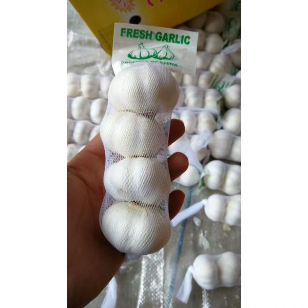 PURE WHITE GARLIC WITH CARTON PACKAGE TO IRAQ MARKET FROM CHINA #5 image