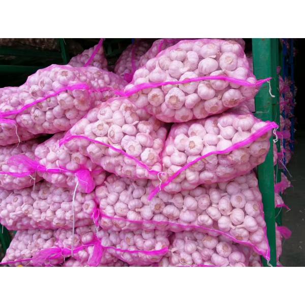 NEW CROP GARLIC WITH KOREAN STANDARD FROM CHINA #5 image