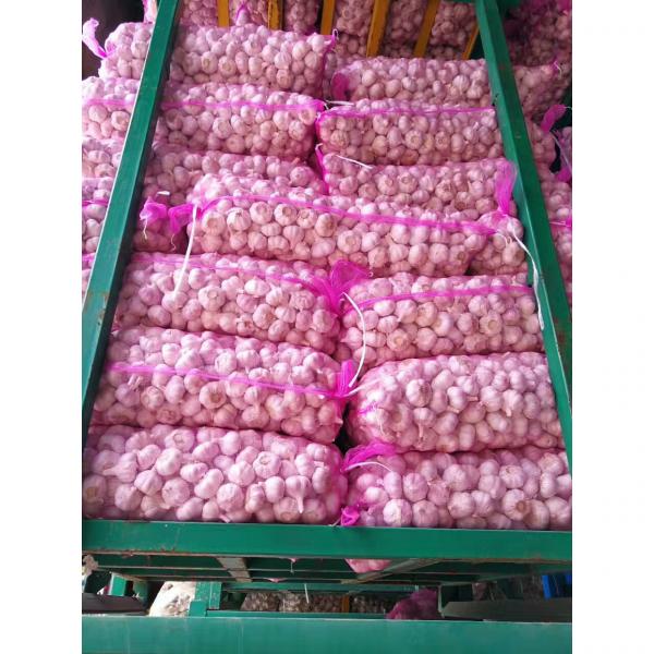 NEW CROP GARLIC WITH KOREAN STANDARD FROM CHINA #3 image