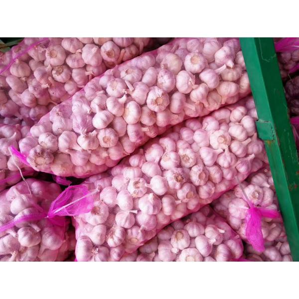 2017 NEW CROP GARLIC WITH KOREAN STANDARD FROM CHINA #1 image