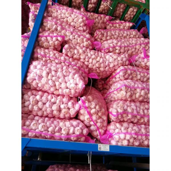 2017 NEW CROP GARLIC WITH KOREAN STANDARD FROM CHINA #4 image