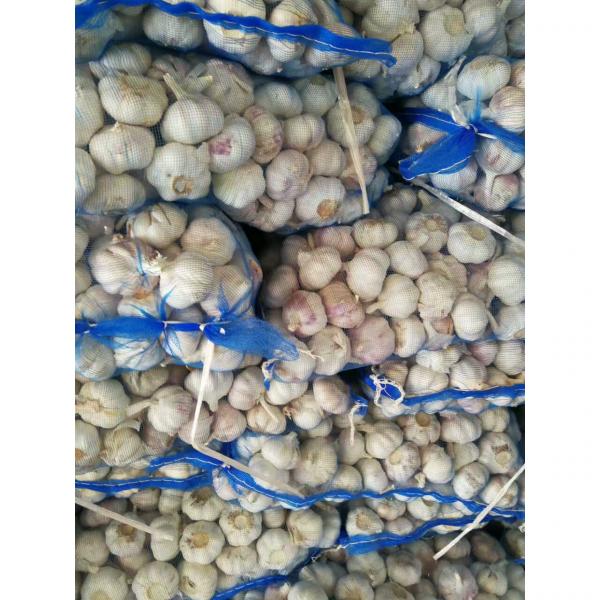 CHINA NEW CROP GARLIC WITH MESHBAG PACKAGE TO DR MARKET #1 image
