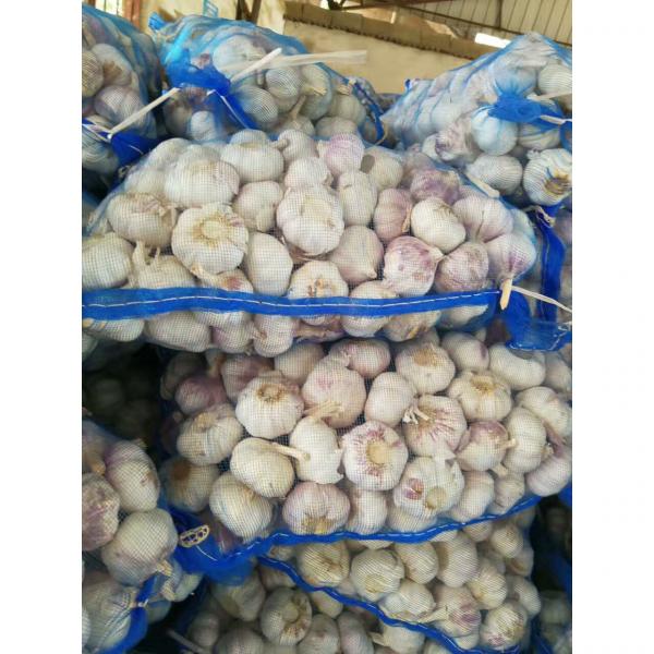 CHINA NEW CROP GARLIC WITH MESHBAG PACKAGE TO DR MARKET #2 image