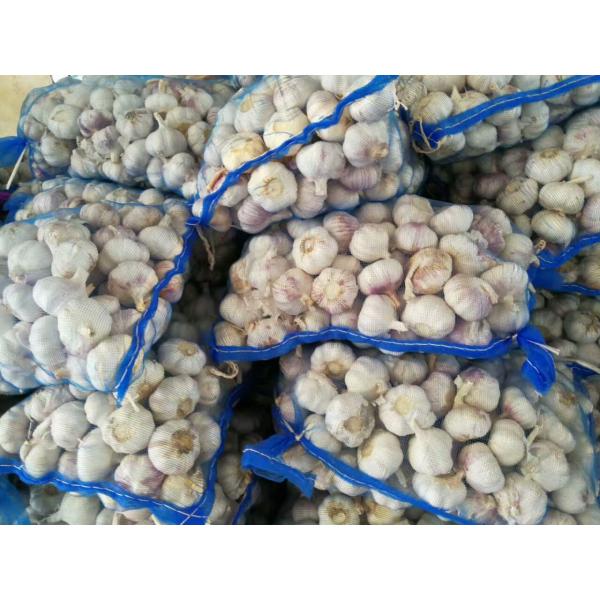 CHINA NEW CROP GARLIC WITH MESHBAG PACKAGE TO DR MARKET #3 image