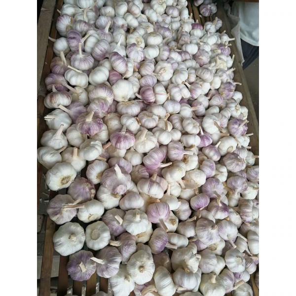 2017 NEW CROP CHINA GARLIC WITH MESHBAG PACKAGE TO DR MARKET #1 image