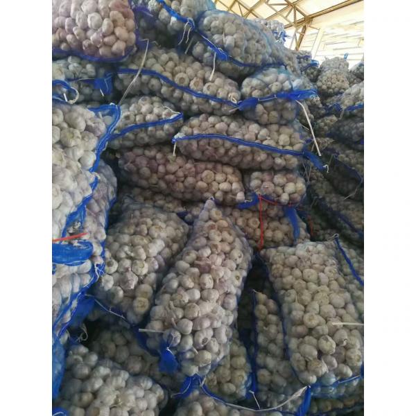 2017 NEW CROP CHINA GARLIC WITH MESHBAG PACKAGE TO DR MARKET #3 image