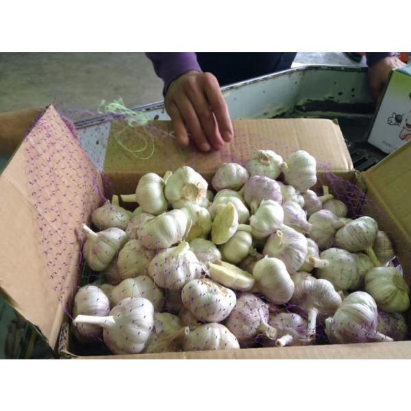 2017 NEW CROP CHINA GARLIC WITH CARTON PACKAGE TO SANTOS,BRAZIL #4 image