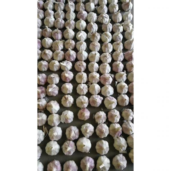 2017 NEW CROP CHINA GARLIC WITH CARTON PACKAGE TO SANTOS,BRAZIL #5 image