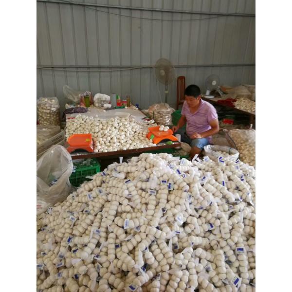 PURE WHITE GARLIC WITH 200G PACKAGE TO TURKEY FROM CHINA #3 image