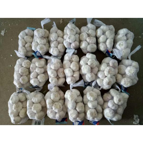 NORMAL WHITE GARLIC WITH 250G PACKAGE TO TUNIS FROM CHINA #1 image
