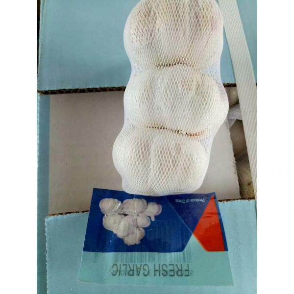 NORMAL WHITE GARLIC WITH 250G PACKAGE TO TUNIS FROM CHINA #2 image