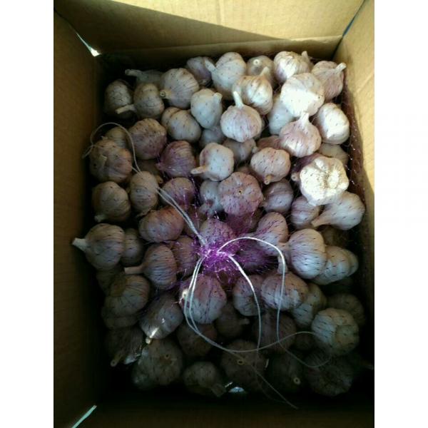 10KG LOOSE CARTON PACKAGE GARLIC FOR COLOMBIA MARKET FROM CHINA FACTORY #5 image