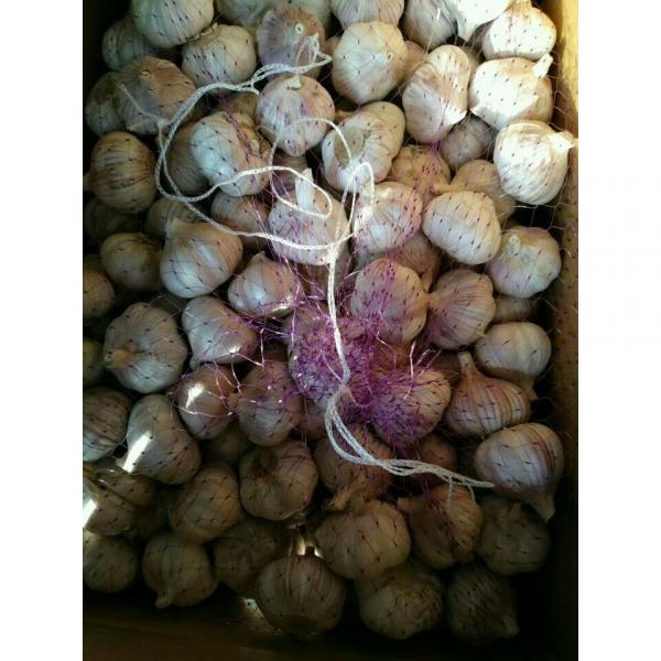 10KG LOOSE CARTON PACKAGE GARLIC FOR COLOMBIA MARKET FROM CHINA FACTORY #4 image