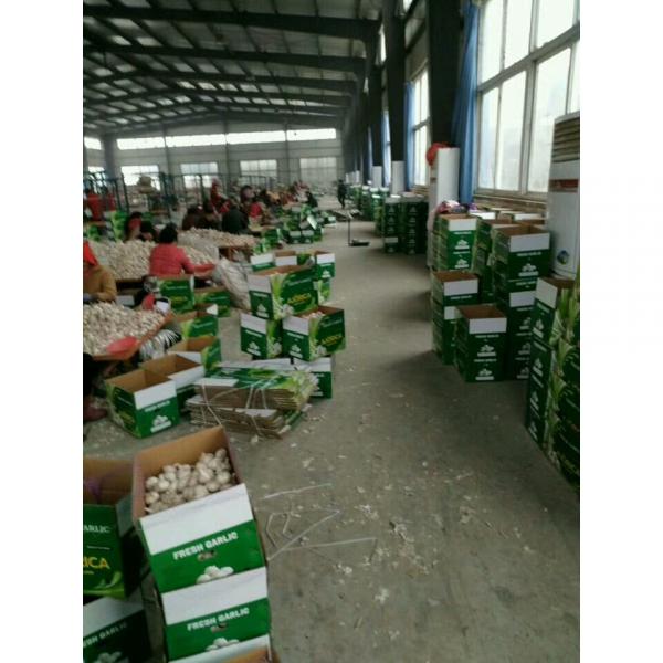 10KG LOOSE CARTON PACKAGE GARLIC FOR COLOMBIA MARKET FROM CHINA FACTORY #3 image