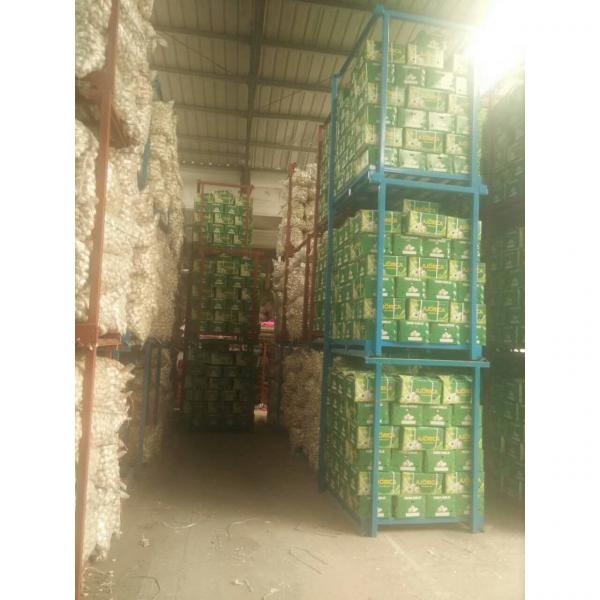 10KG LOOSE CARTON PACKAGE GARLIC FOR COLOMBIA MARKET FROM CHINA FACTORY #1 image