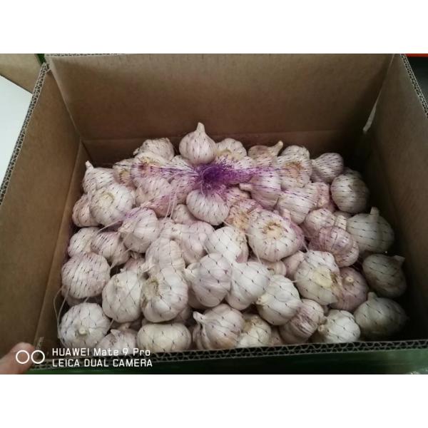 NEW CROP GARLIC WITH 10KG LOOSE CARTON PACKAGE FOR SENEGAL MARKET #2 image