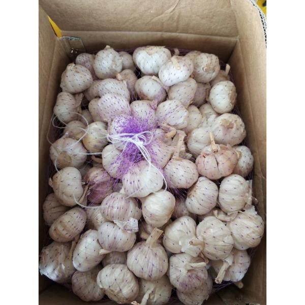 4.5cm-5.0cm Normal white garlic with 10 KG loose carton package to Tunisia market #1 image