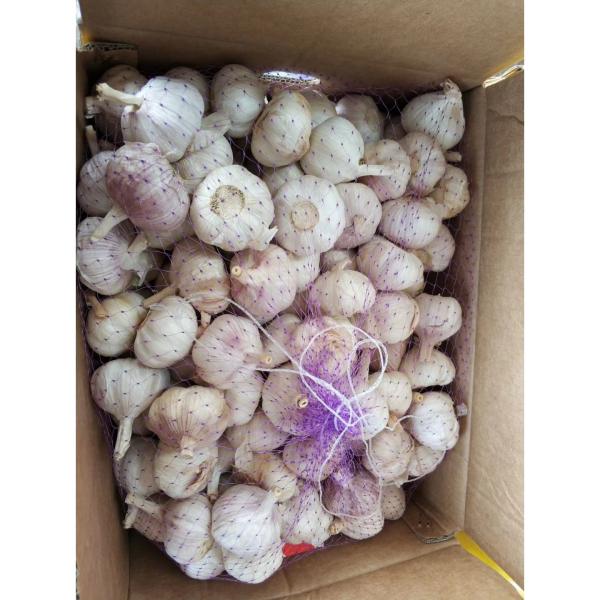 4.5cm-5.0cm Normal white garlic with 10 KG loose carton package to Tunisia market #2 image
