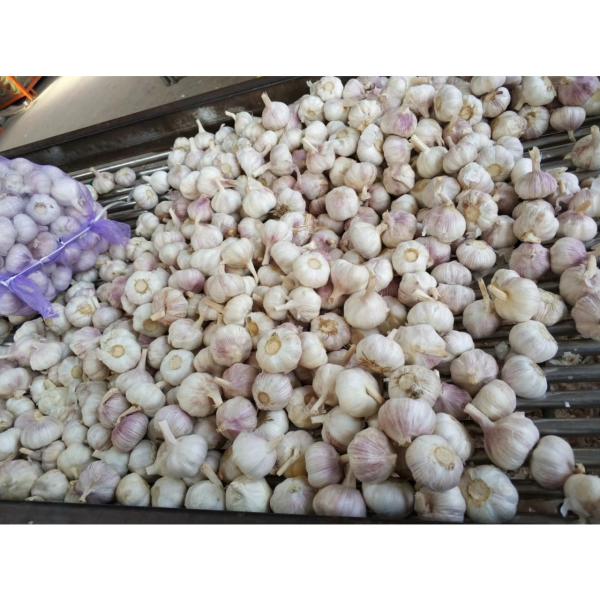 4.5cm-5.0cm Normal white garlic with 10 KG loose carton package to Tunisia market #3 image