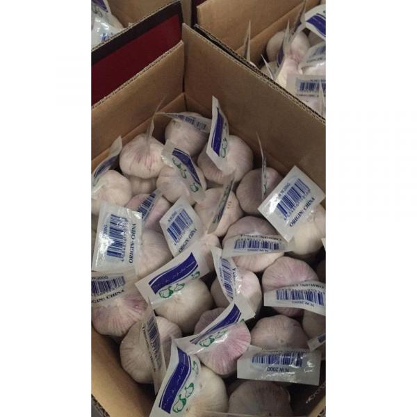NORMAL WHITE GARLIC WITH 5 PC TUBE PACKAGE TO TURKEY MARKET FROM FACTORY #1 image