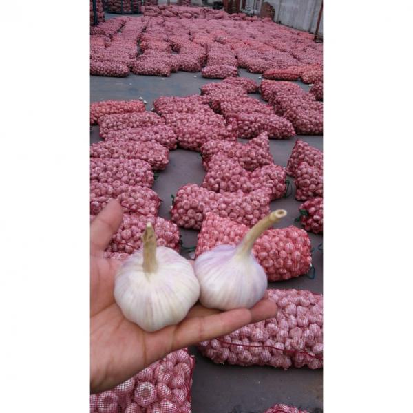 2018 New Crop chinese fresh garlic #1 image